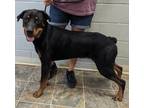 Adopt Ruger a Black - with Brown, Red, Golden, Orange or Chestnut Rottweiler /