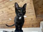 Adopt Kato a Black (Mostly) Domestic Shorthair / Mixed (short coat) cat in