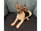Adopt Zac Brown a Tricolor (Tan/Brown & Black & White) Jack Russell Terrier /