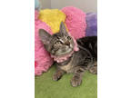 Adopt Ellie a Brown or Chocolate Domestic Shorthair / Domestic Shorthair / Mixed