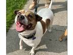 Adopt Felicia a Brindle - with White Shar Pei / German Shepherd Dog / Mixed dog