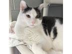 Adopt Button a White Domestic Shorthair / Domestic Shorthair / Mixed cat in