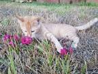 Adopt No name a Orange or Red Domestic Shorthair cat in Jennings, LA (39115429)