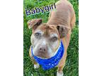Adopt Baby Girl a Red/Golden/Orange/Chestnut American Pit Bull Terrier / Mixed