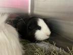 Adopt Oreo a Black Guinea Pig / Guinea Pig / Mixed small animal in Maumee