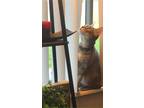 Adopt Maia a Gray, Blue or Silver Tabby Tabby / Mixed (short coat) cat in