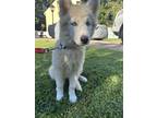Adopt Emee a White Husky / Mixed dog in Springfield, VA (39115707)