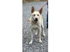 Adopt Chief a White - with Tan, Yellow or Fawn German Shepherd Dog / Mixed dog