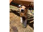 Adopt Farrah a Tan/Yellow/Fawn Canaan Dog / Mixed dog in Portland, OR (39115597)