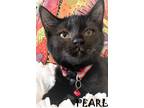 Adopt PEARL a All Black Domestic Shorthair / Mixed (short coat) cat in