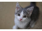 Adopt Harley a Gray or Blue Domestic Shorthair / Domestic Shorthair / Mixed cat