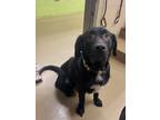 Adopt Figment a Black Labrador Retriever / Mixed dog in Knoxville, TN (39115456)