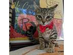 Adopt Mr. Coffee a Brown Tabby Domestic Shorthair (short coat) cat in Great