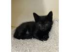 Adopt Fyodor a All Black Russian Blue / Domestic Shorthair / Mixed cat in New