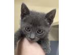 Adopt Pushkin a Gray or Blue Russian Blue / Domestic Shorthair / Mixed cat in