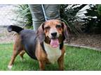 Adopt Gator a Black Beagle / Basset Hound / Mixed dog in Brunswick