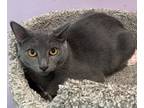 Adopt Gelato a Gray or Blue Domestic Shorthair / Domestic Shorthair / Mixed cat