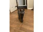 Adopt Waffle Cone a Gray or Blue Domestic Shorthair / Domestic Shorthair / Mixed