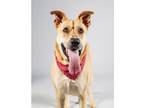 Adopt Macaroni a Tan/Yellow/Fawn Labrador Retriever / Mixed dog in Creston