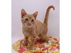 Adopt Kahsi a Orange or Red Tabby Domestic Shorthair / Mixed cat in Muskegon