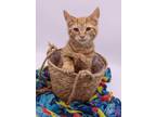 Adopt Chanson a Orange or Red Tabby Domestic Shorthair / Mixed cat in Muskegon
