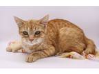 Adopt Annabelle III a Orange or Red Tabby Domestic Shorthair / Mixed cat in