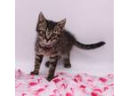 Adopt Kentucky II a Brown Tabby Domestic Shorthair / Mixed cat in Muskegon