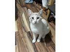Adopt Princess a White (Mostly) American Shorthair / Mixed (medium coat) cat in