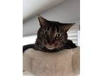 Adopt Milo a Brown or Chocolate (Mostly) American Shorthair / Mixed (medium