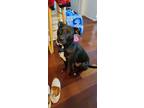 Adopt Neko a Black American Pit Bull Terrier / Terrier (Unknown Type