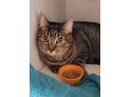 Adopt Minxy a All Black Domestic Shorthair / Domestic Shorthair / Mixed cat in