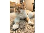 Adopt Bubby a Orange or Red (Mostly) Maine Coon / Mixed (long coat) cat in
