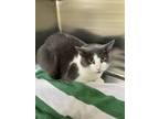 Adopt Molly-Petsmart a Domestic Shorthair / Mixed cat in Cornwall, ON (39114902)