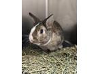 Adopt Penny Wise a Sable American / American / Mixed rabbit in Matteson