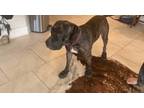 Adopt Creed a Brindle American Staffordshire Terrier / Great Dane / Mixed dog in