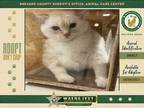 Adopt Marshmellow a Domestic Shorthair / Mixed cat in Melbourne, FL (39105602)