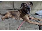 Adopt Moog a Brindle Labrador Retriever / Plott Hound / Mixed dog in Amelia