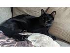 Adopt Garrett a All Black American Shorthair / Mixed (short coat) cat in Running