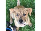 Adopt Matilda's Champagne a American Pit Bull Terrier / Mixed dog in Rockaway