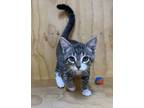 Adopt Frisky a All Black American Shorthair / Domestic Shorthair / Mixed (short