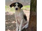Adopt Kiwi a Black Beagle / Mixed dog in Manchester, MO (39087504)