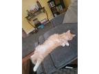Adopt Juniper a Orange or Red Tabby Domestic Longhair / Mixed (long coat) cat in