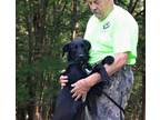 Adopt Boudreaux a Labrador Retriever / Mixed dog in Willingboro, NJ (39111266)