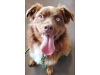 Adopt Austin a Australian Shepherd / Mixed dog in Port Jervis, NY (39114432)