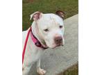 Adopt Erika a American Pit Bull Terrier / Mixed dog in Birmingham, AL (39114473)