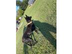 Adopt Waya a Black German Shepherd Dog / Mixed dog in WAGONER, OK (39114429)