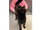 Adopt Velvet a All Black Domestic Shorthair / Domestic Shorthair / Mixed cat in