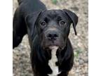 Adopt Panda a Black Mastiff / Mixed dog in Manchester, MO (39087498)