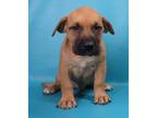 Adopt Noah a Tan/Yellow/Fawn Mastiff / Labrador Retriever / Mixed dog in Morton