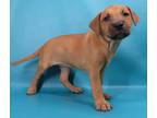 Adopt Nora a Tan/Yellow/Fawn Mastiff / Labrador Retriever / Mixed dog in Morton